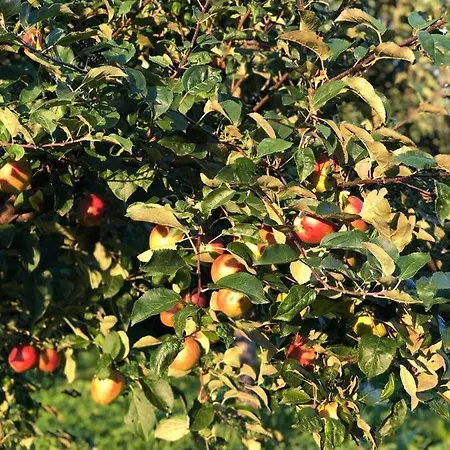 Bodrogparti Vendeghaz