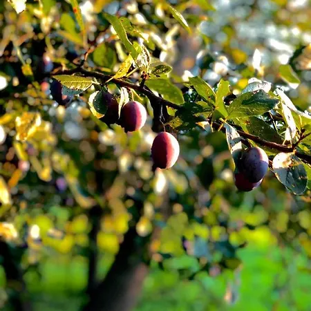 بيت ضيافة Bodrogparti Vendeghaz